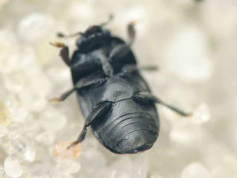 Nitidulidae Latreille, 1802